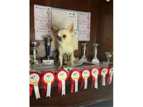 Şivava türkiye şampiyonu babanın yavruları chihuahua