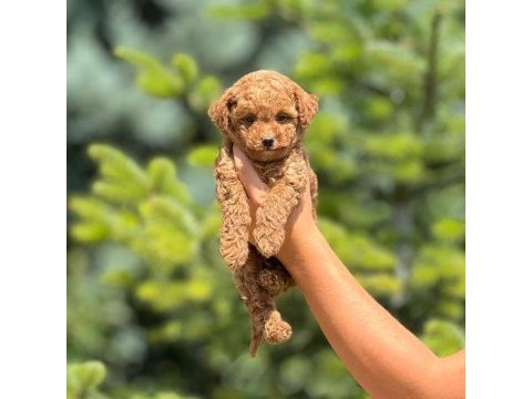 Toy poodle köpeği bebeklerimiz