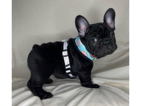 French bulldog köpeğimiz