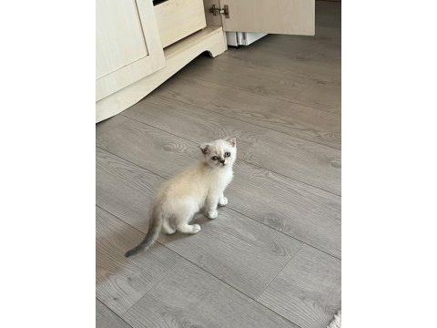 2.5 aylık erkek scottish fold