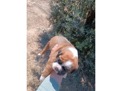 Orijinal boxer yavruları