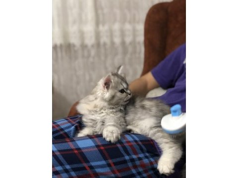 British longhair