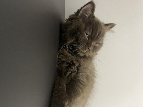 British longhair kahverengi