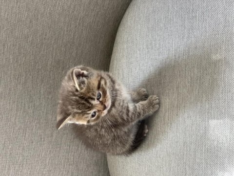 Golden tabby scottish straight