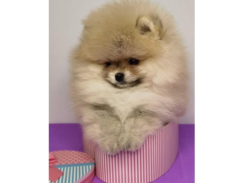 Teddy bear pomeranian yavruları