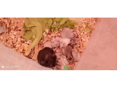 Erkek dişi hamste yavrular ve 6 haftalık büyük yavrular