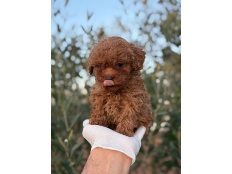 Erkek kore toy poodle