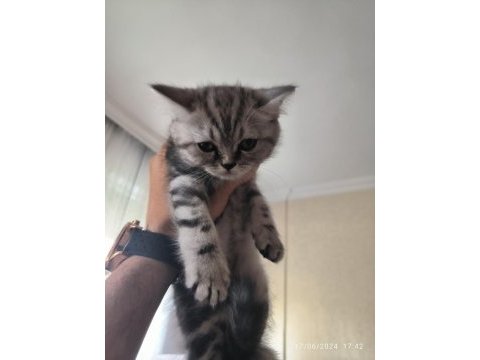İran persian