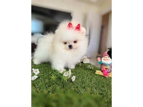Mini boy dişi kore kan pomeranian