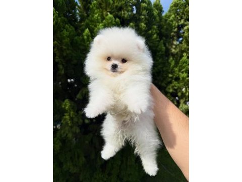 Irk garantili pomeranian yavruları 