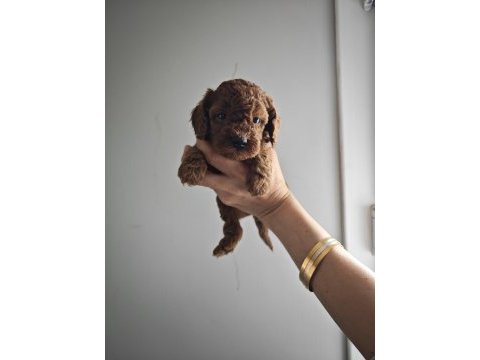 Lekesiz poodle yavrularımız