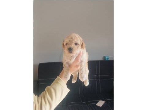 Maltipoo bebeklerimiz