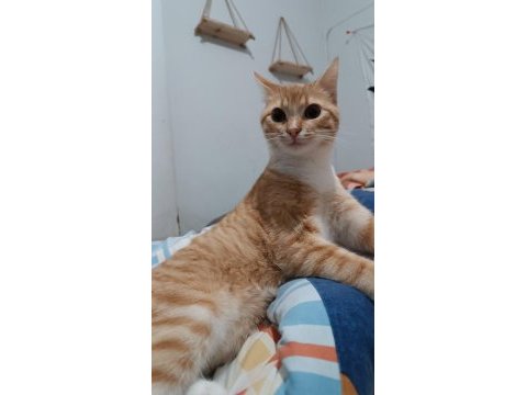 Savaşçı kedimiz