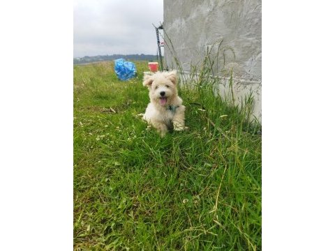 Sahibinden uyguna acil maltipoo
