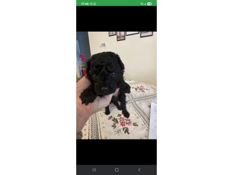 Kredi kartı geçerli siyah poodle