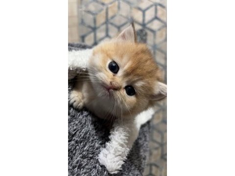 Safkan golden şecereli british shorthair kediler