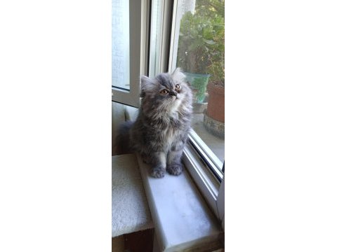 Chinchilla kedisi arayanlara