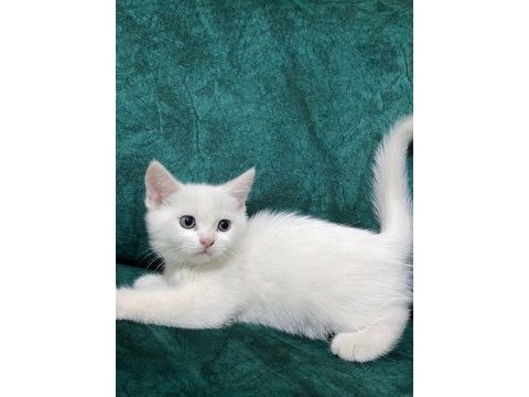 British shorthair