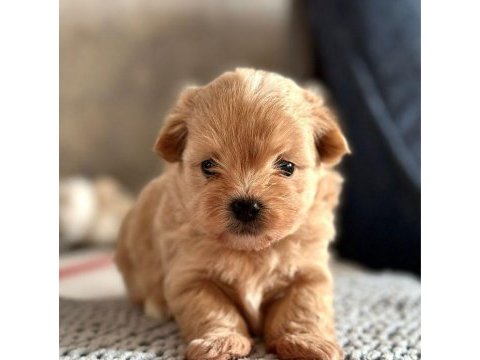 Son kalan toy poodle kalitesinde maltipoo yavrum