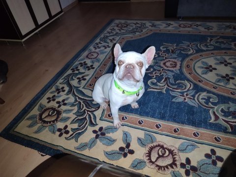 Lilac tan platinium french bulldog