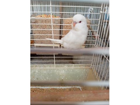 Yeni yeme düşmüş beyaz yavru muhabbet kuşu