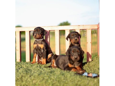 Doberman yavrular