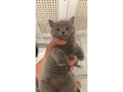 2 aylık orjinal british shorthair yavrularımız