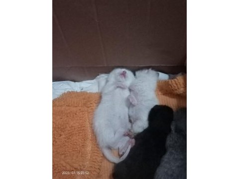 Yavru scottish fold