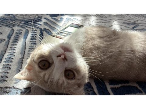 Tatlı scottish fold yuvasını arıyor
