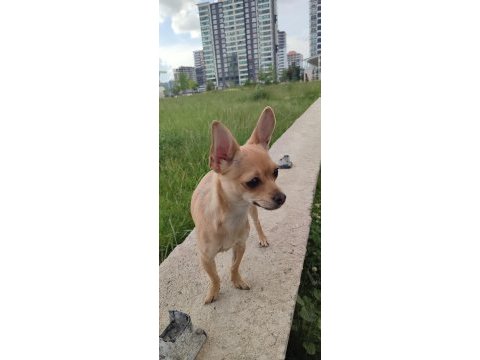 Chihuahua iki kardeş