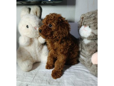Elden teslim kore toy poodle