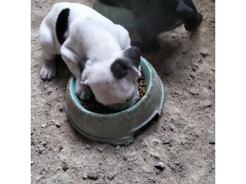 İlgilenen arkadaşlara french bulldog