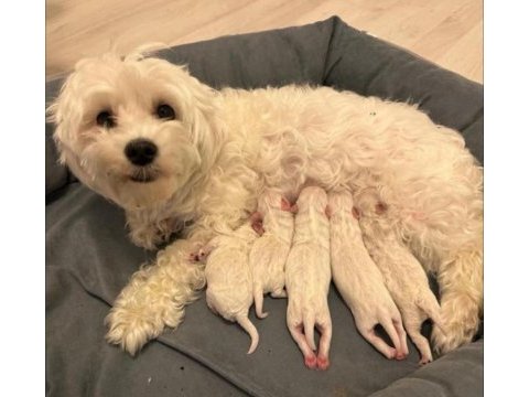 Kore maltese terrier bebeklerimiz