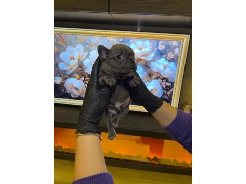 Egzotik french bulldog yavrularım harika renkler ve anatom