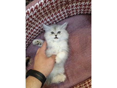Yavru british longhair