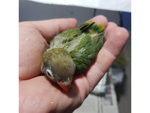 Green yeşil cennet papağanı yeni yeme düşmüş bebek