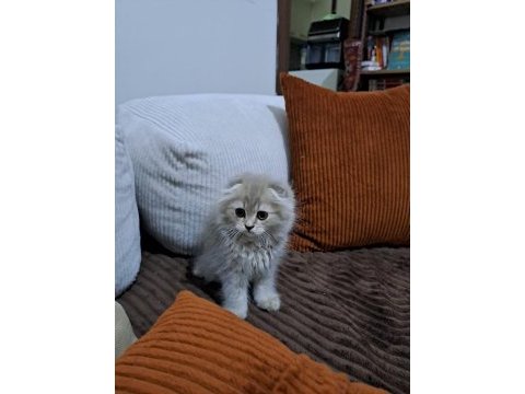 Scottish fold son yavrularımız