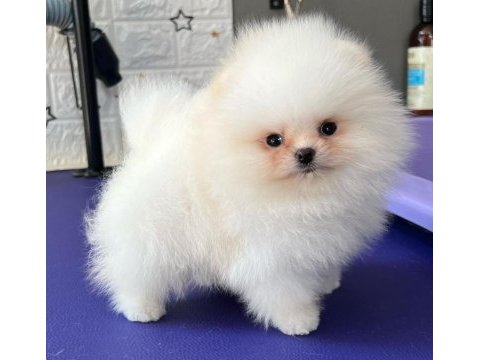 Mükemmel ayı surat pomeranian boo