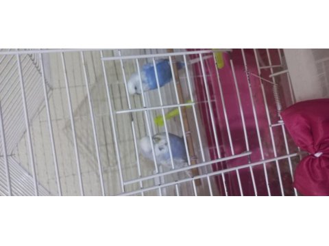 Çift muhabbet kuşu dişi jumbo kırığı