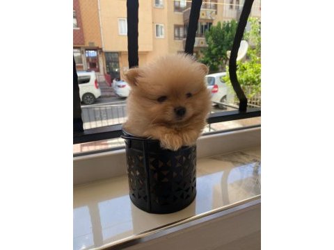 Pomeranian boo