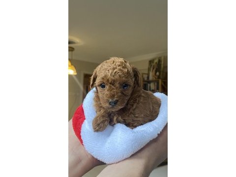 Toy poodle bebekler