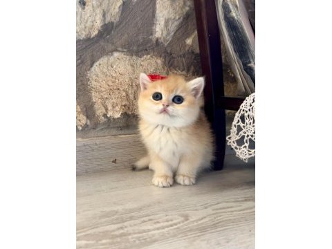 Saf kan golden british shorthair yavruları (wcf kayıtlı)