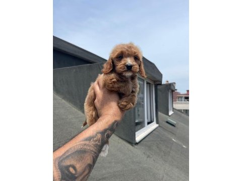 Red maltipoo yavruları