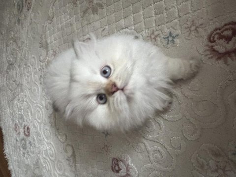 2 aylık british longhair yavrum