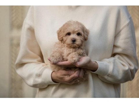 A kalite maltipoo yavrular (boş geçme)