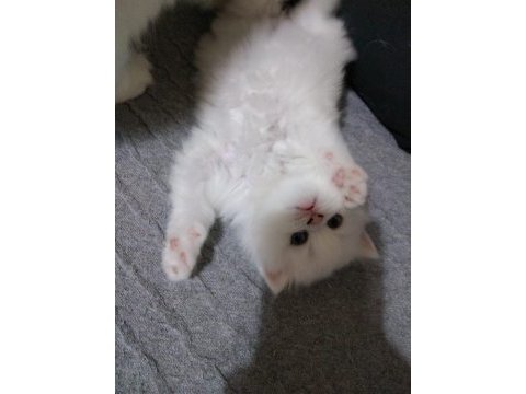 British longhair bebişler
