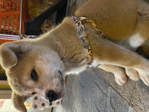 Akita inu köpeğim