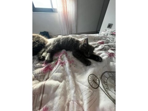10 haftalık 2 adet dişi maine coon yavru