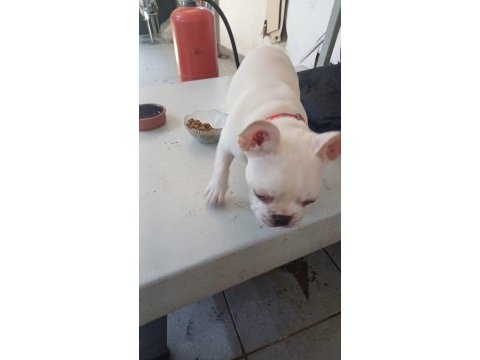 3 aylık french bulldog köpeğimiz