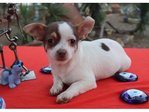 Chihuahua erkek yavru teacup marjinal renk